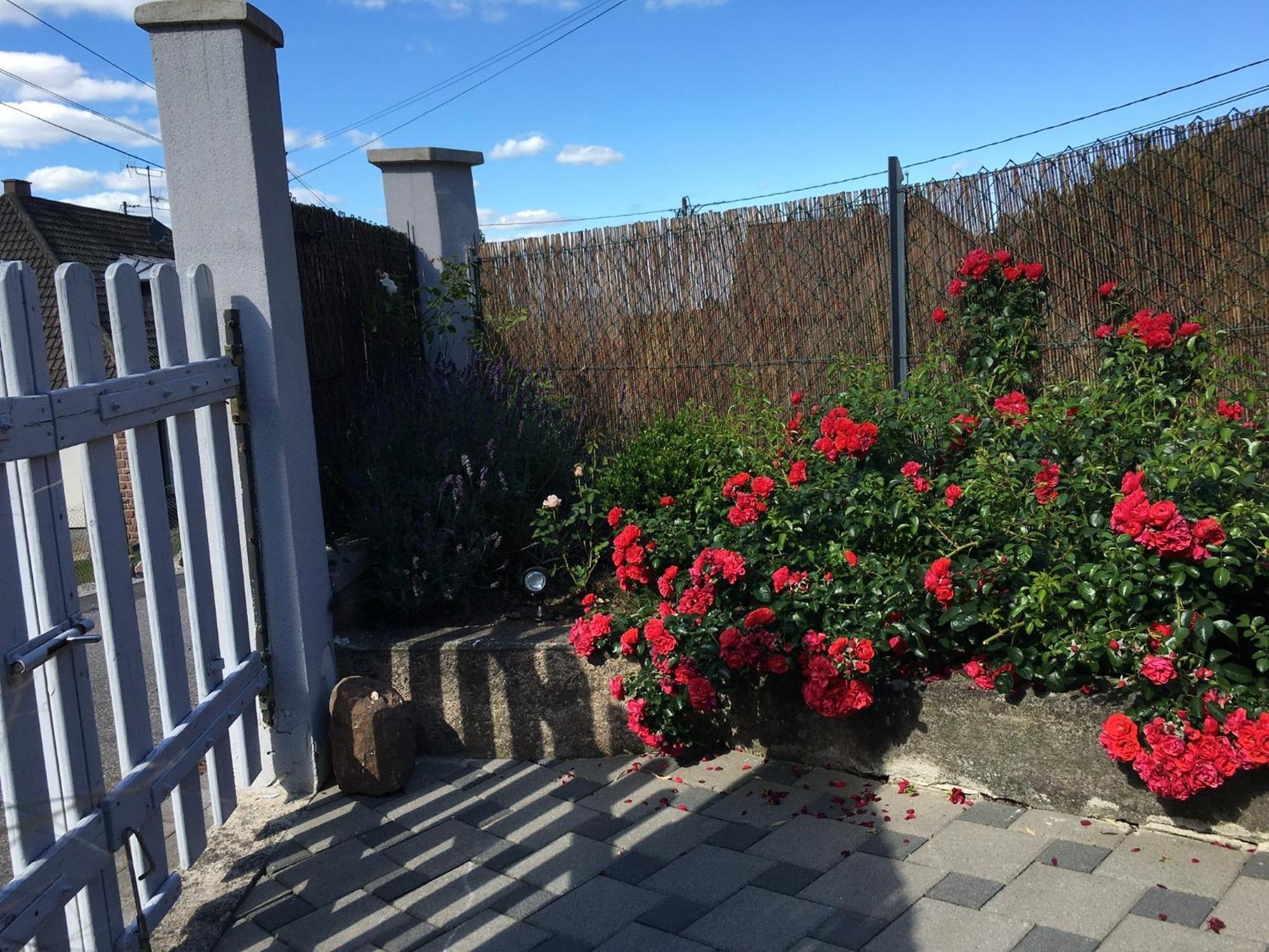 Les Magnolias En Alsace - Meuble De Tourisme 3 Etoiles Apartamento Barembach Exterior foto